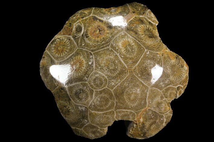 Polished Fossil Coral (Actinocyathus) - Morocco #100579